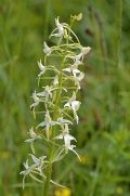Platanthera bifolia